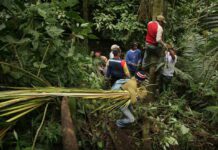 Venezuela busca salvar la palma bendita del colapso por la devoción religiosa Venezuela busca salvar la palma bendita del colapso por la devoción religiosa