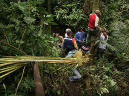 Venezuela busca salvar la palma bendita del colapso por la devoción religiosa Venezuela busca salvar la palma bendita del colapso por la devoción religiosa