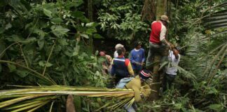 Venezuela busca salvar la palma bendita del colapso por la devoción religiosa Venezuela busca salvar la palma bendita del colapso por la devoción religiosa
