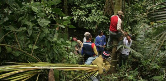 Venezuela busca salvar la palma bendita del colapso por la devoción religiosa Venezuela busca salvar la palma bendita del colapso por la devoción religiosa