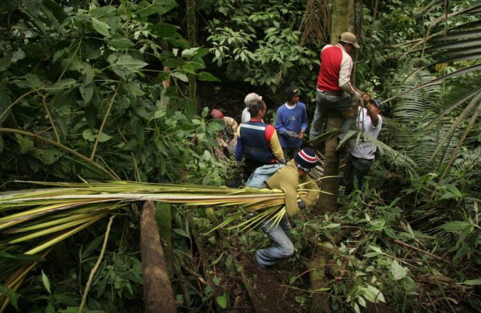 Palma-Bendita-venezuela Venezuela busca salvar la palma bendita del colapso por la devoción religiosa