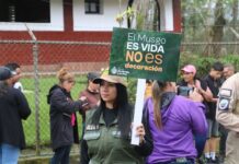 Prohibida la extracción y comercialización de musgo en Venezuela Prohíben la extracción y comercialización de musgo en Venezuela