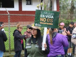 Prohibida la extracción y comercialización de musgo en Venezuela Prohíben la extracción y comercialización de musgo en Venezuela