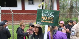 Prohibida la extracción y comercialización de musgo en Venezuela Prohíben la extracción y comercialización de musgo en Venezuela