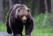 Canadá | Oso ataca a alumnos y maestros en un camino, y deja 11 heridos