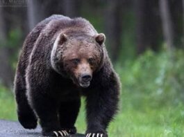 Canadá | Oso ataca a alumnos y maestros en un camino, y deja 11 heridos