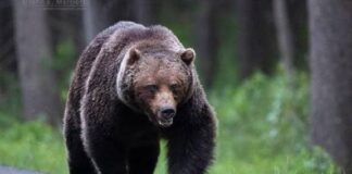 Canadá | Oso ataca a alumnos y maestros en un camino, y deja 11 heridos