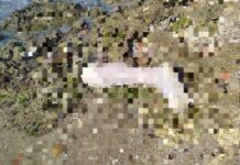 Encuentran restos humanos dispersos en orilla de playa