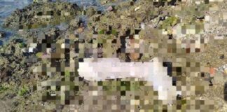 Encuentran restos humanos dispersos en orilla de playa