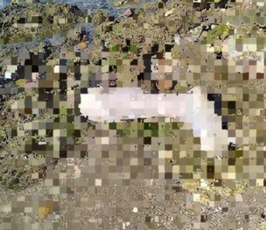 Encuentran restos humanos dispersos en orilla de playa