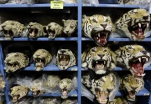 Empeora el tráfico mundial de tigres; se incautan 9 grandes felinos por mes Empeora el tráfico mundial de tigres; se incautan 9 grandes felinos por mes