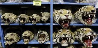 Empeora el tráfico mundial de tigres; se incautan 9 grandes felinos por mes Empeora el tráfico mundial de tigres; se incautan 9 grandes felinos por mes