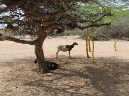 Reportan un fallecido por asxifia mecánica en La Vencedora de Jadacaquiva