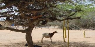 Reportan un fallecido por asxifia mecánica en La Vencedora de Jadacaquiva