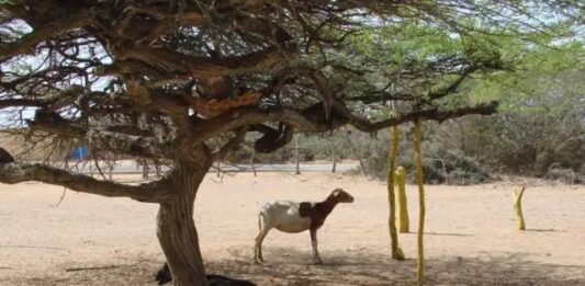 Reportan un fallecido por asxifia mecánica en La Vencedora de Jadacaquiva