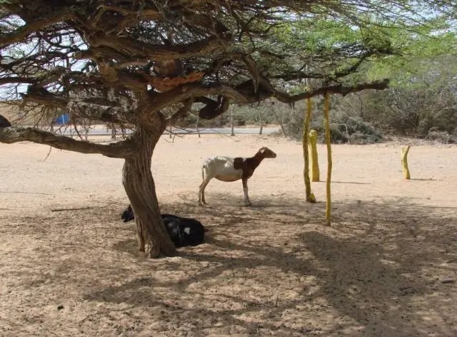 Asfixia mecánica la vencedora de Jadacaquiva