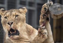 Brasil | Hombre muere al invadir espacio de leona en zoológico Brasil | Hombre muere al invadir espacio de leona en zoológico