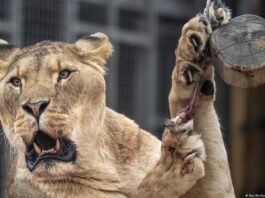 Brasil | Joven devorado por leona sufría de esquizofrenia Brasil | Hombre muere al invadir espacio de leona en zoológico
