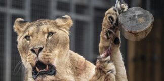 Brasil | Joven devorado por leona sufría de esquizofrenia Brasil | Hombre muere al invadir espacio de leona en zoológico