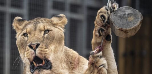 Brasil | Hombre muere al invadir espacio de leona en zoológico Brasil | Hombre muere al invadir espacio de leona en zoológico