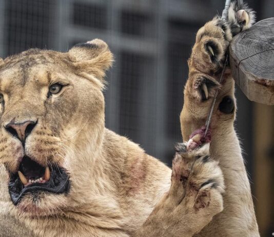 Brasil | Joven devorado por leona sufría de esquizofrenia Brasil | Hombre muere al invadir espacio de leona en zoológico