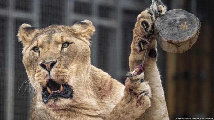 Brasil | Hombre muere al invadir espacio de leona en zoológico