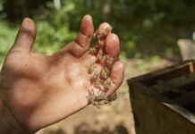 Hombre es atacado por abejas en Azaro