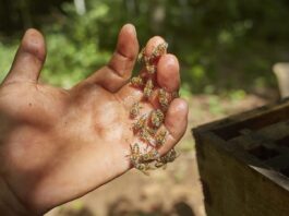 Hombre es atacado por abejas en Azaro