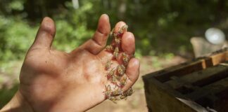 Hombre es atacado por abejas en Azaro