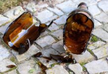 Mujer sufrió un botellazo en la cabeza en Punto Fijo