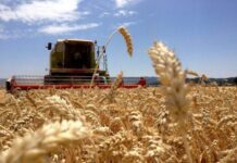 Venezuela consume 1.200.000 toneladas de harina de trigo al año Venezuela consume 1.200.000 toneladas de harina de trigo al año