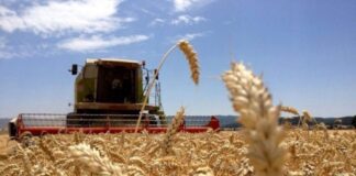 Venezuela consume 1.200.000 toneladas de harina de trigo al año Venezuela consume 1.200.000 toneladas de harina de trigo al año