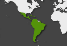 Las economías de Latinoamérica y el Caribe que podrían destacarse en 2026 Las economías de Latinoamérica y el Caribe que podrían destacarse en 2026