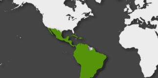 Las economías de Latinoamérica y el Caribe que podrían destacarse en 2026 Las economías de Latinoamérica y el Caribe que podrían destacarse en 2026