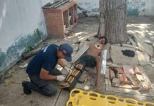 Punto Fijo| Adolescente se fracturó ambos brazos tras caer de una mata de mango