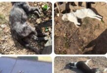 Denuncian envenenamiento de animales domésticos en Las Adjuntas
