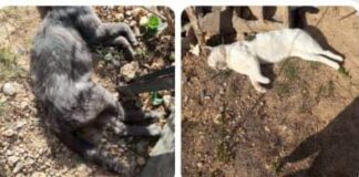 Denuncian envenenamiento de animales domésticos en Las Adjuntas