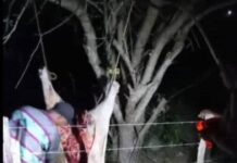 Antisociales hacen de las suyas con la ganadería en Puerto Cumarebo