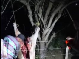 Antisociales hacen de las suyas con la ganadería en Puerto Cumarebo