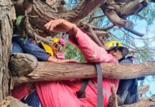Hombre sufrió una hipotensión mientras podaba un árbol en la Comunidad Cardón