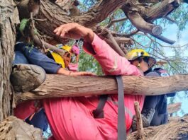Hombre sufrió una hipotensión mientras podaba un árbol en la Comunidad Cardón