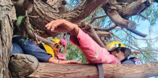 Hombre sufrió una hipotensión mientras podaba un árbol en la Comunidad Cardón