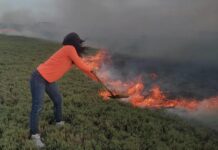Municipio Falcón| Incendio consumió tres hectáreas de vegetación