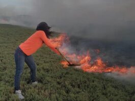 Municipio Falcón| Incendio consumió tres hectáreas de vegetación