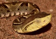 Mene Mauroa| Niña es mordida por una serpiente hoy #01ENE