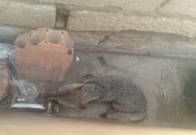 Vídeo| Rescatan un zorro en el solar de una vivienda en Punto Fijo