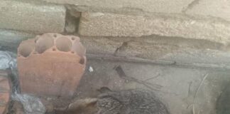 Vídeo| Rescatan un zorro en el solar de una vivienda en Punto Fijo