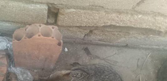 Vídeo| Rescatan un zorro en el solar de una vivienda en Punto Fijo