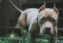 Nueva York | Adulto mayor murió tras ataque de un perro pitbull Nueva York | Adulto mayor murió tras ataque de un perro pitbull