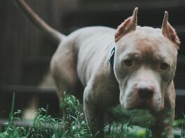 Nueva York | Adulto mayor murió tras ataque de un perro pitbull Nueva York | Adulto mayor murió tras ataque de un perro pitbull